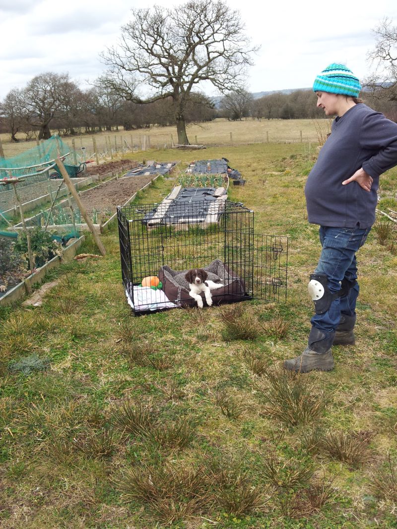 13 Apr CazBryn allotment.jpg